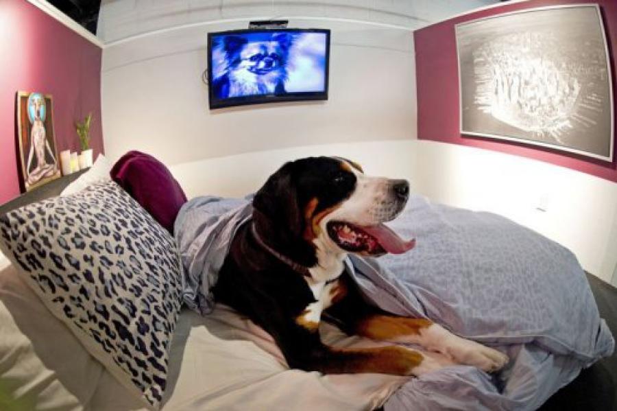 New York : Les chiens aussi ont droit à un hôtel de luxe!