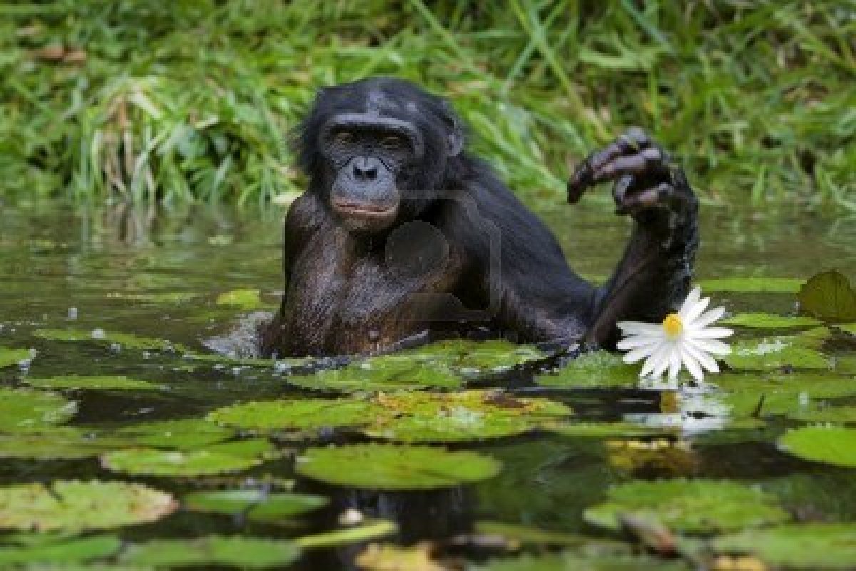 La crise de la quarantaine touche aussi les chimpanzés