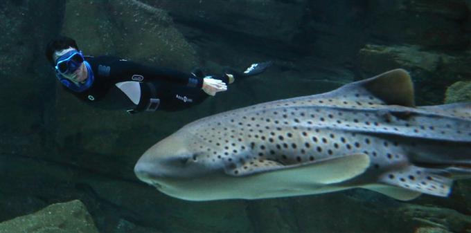 Il nage dans un bassin de requin sans protection !