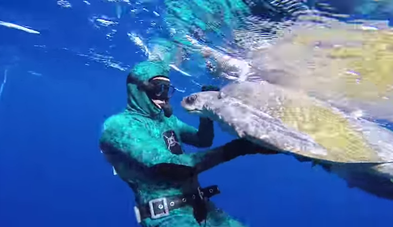 L'incroyable geste de remerciement d'une tortue