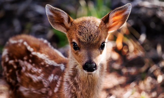Bambi Le Bebe Faon Capricieux Non Je Veux Rester Dans Les Bras De Mon Maitre Bambi Le Bebe Faon Capricieux Non Je Veux Rester Dans Les Bras De Mon Maitre