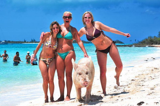 Découvrez l’île aux cochons