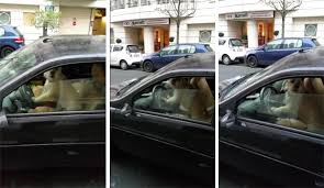 Ne laissez jamais un chien seul dans la voiture !