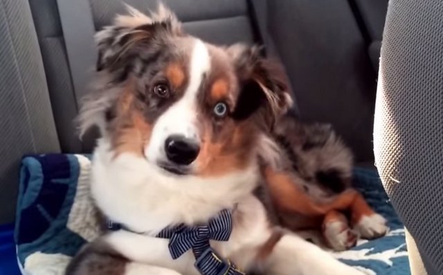Un chien se réveille brusquement après avoir entendu sa chanson preferée !