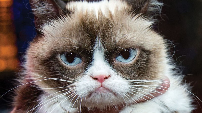 Grumpy Cat un chat grincheux qui vaut de l'or : Sa propriétaire devient multimillionnaire !