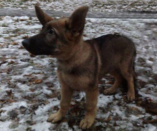 Dobrynia, le chien offert à la France pour remplacer Diesel