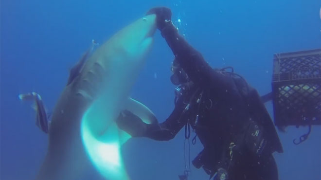 L'appel à l'aide de ce requin à un homme...