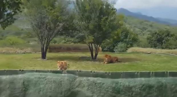 La lionne qui pensait voler... tombe !