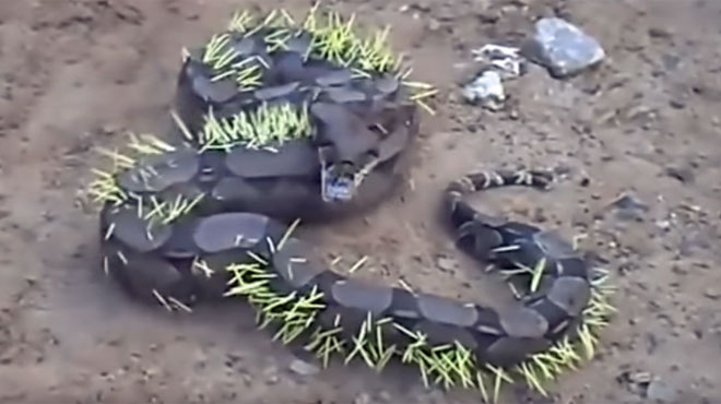 Ce serpent n'aurait jamais dû tenter d'avaler un porc-épic
