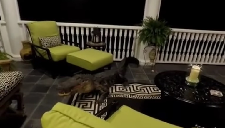 Grosse frayeur : Un alligator s'invite sur le porche d'une maison