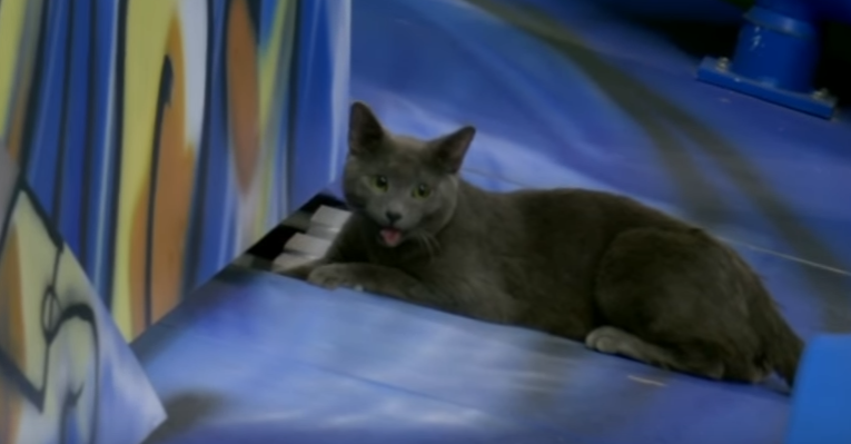 Quand un chat sème la zizanie en plein match de baseball