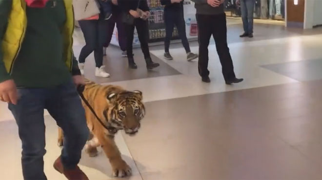 Un tigre se promène dans un centre commercial !