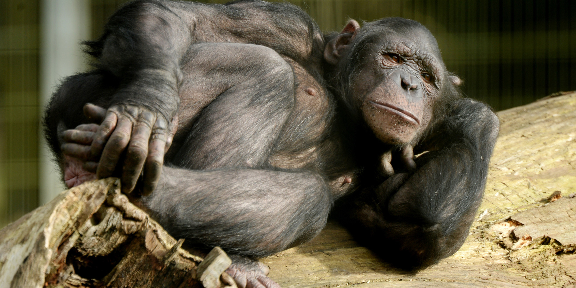 Vidéo ! Ce chimpanzé vise une grand mère avec sa crotte !