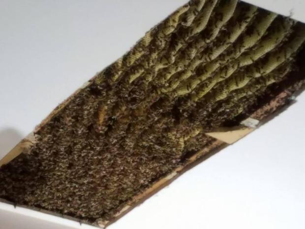 Elle découvre une ruche de 120.000 abeilles dans son plafond !