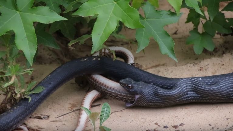 Impressionnant ! Un serpent en régurgite un autre encore vivant !