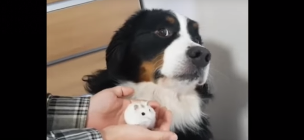 Ce chien aurait-il peur de cet hamster ?