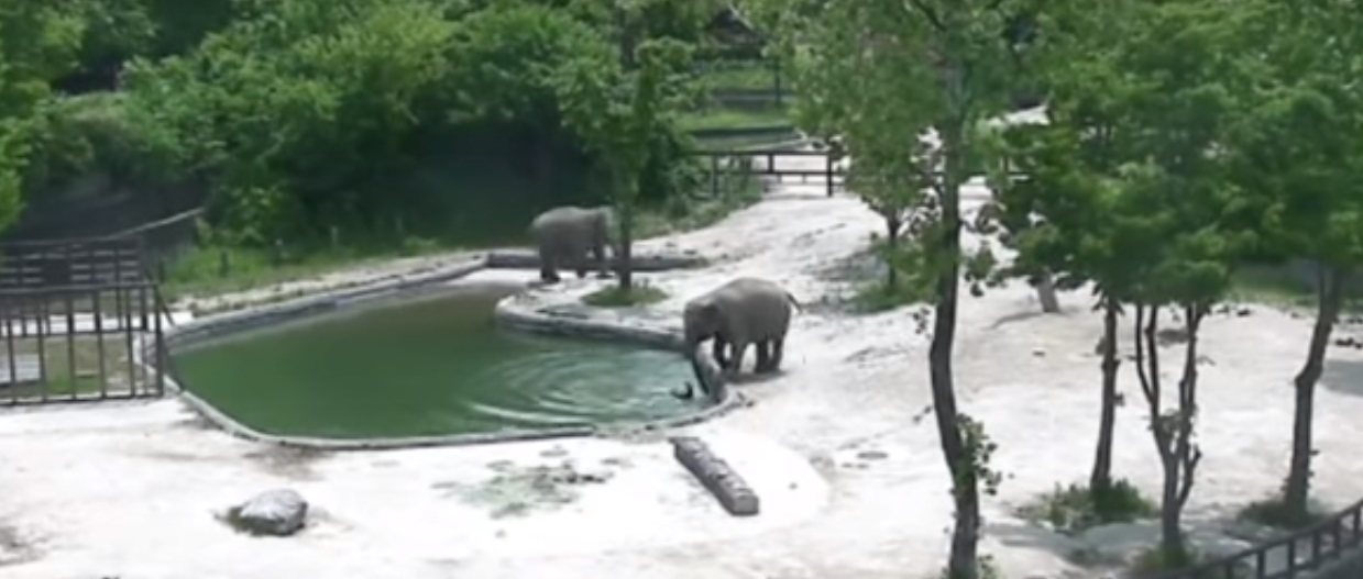 Quand deux éléphants tentent de sauver un éléphanteau de la noyade