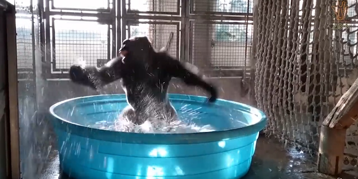 Quand un gorille danse de joie !