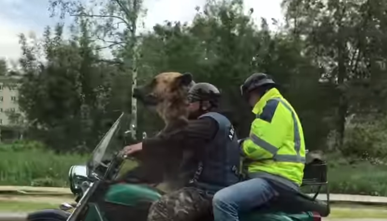 Quand un ours fait du side-car en pleine route !