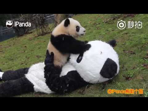 Ces pandas vont vous faire sourire pour le reste de la semaine !