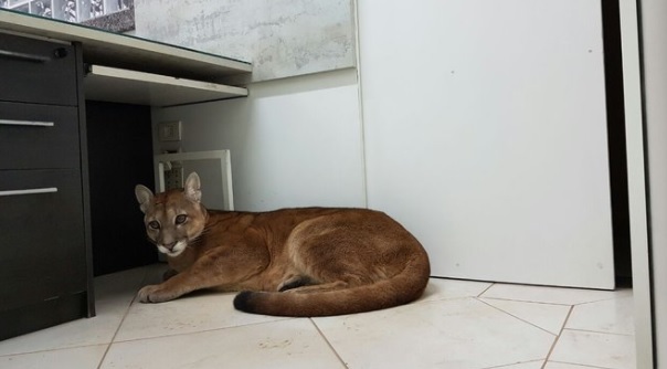 Quand un puma s'invite... dans un bureau