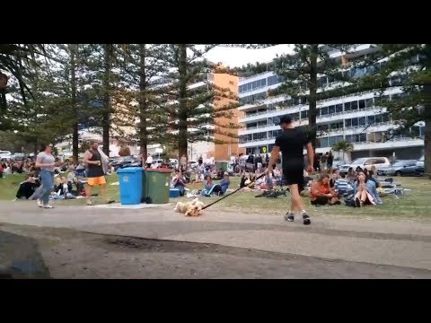 Ce chien refuse de quitter le parc... et c'est hilarant !