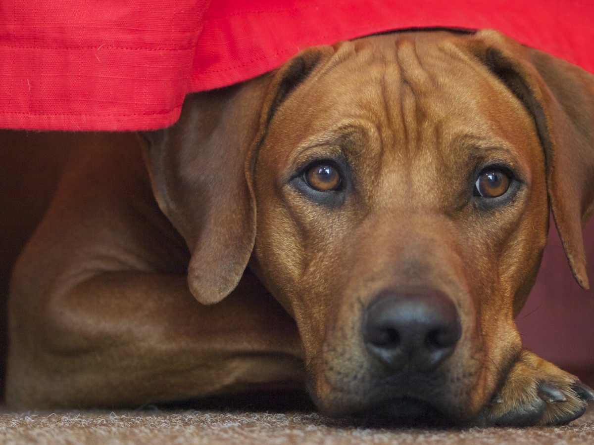 Aisne : Un chien retrouvé calciné au beau milieu d'un champ