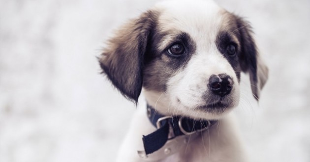 Ce chiot est le plus débrouillard du monde