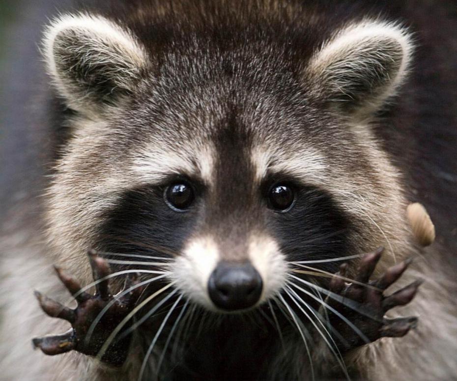 Ce raton laveur tentant d'attraper des gouttes de pluie vous fera totalement craquer !