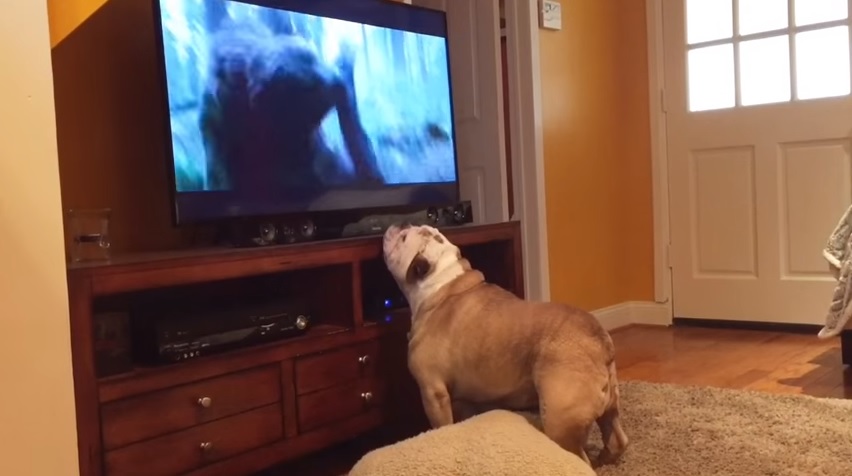Héroïque, ce chien tente de sauver Léonardo Di Caprio.