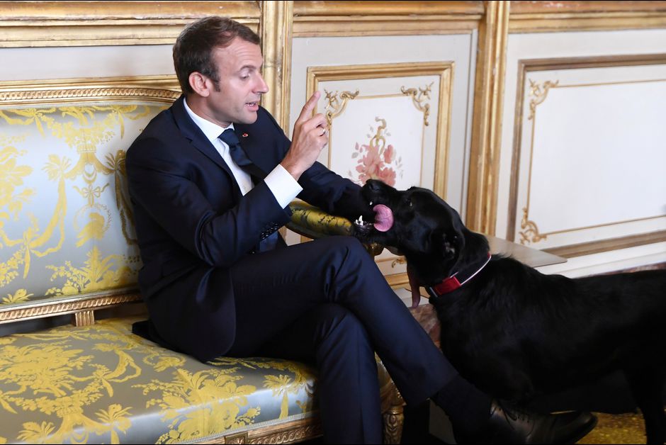 Quand Nemo, le chien d'Emmanuel Macron, urine en pleine réunion