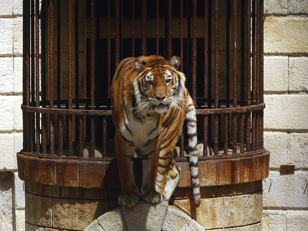Fort Boyard : La PETA exige le retrait des tigres, le dresseur s’en moque !