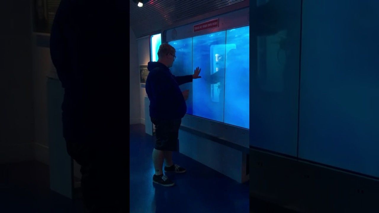 Les dents de la mer ? Il touche la vitre de l'aquarium et se fait une grosse frayeur !