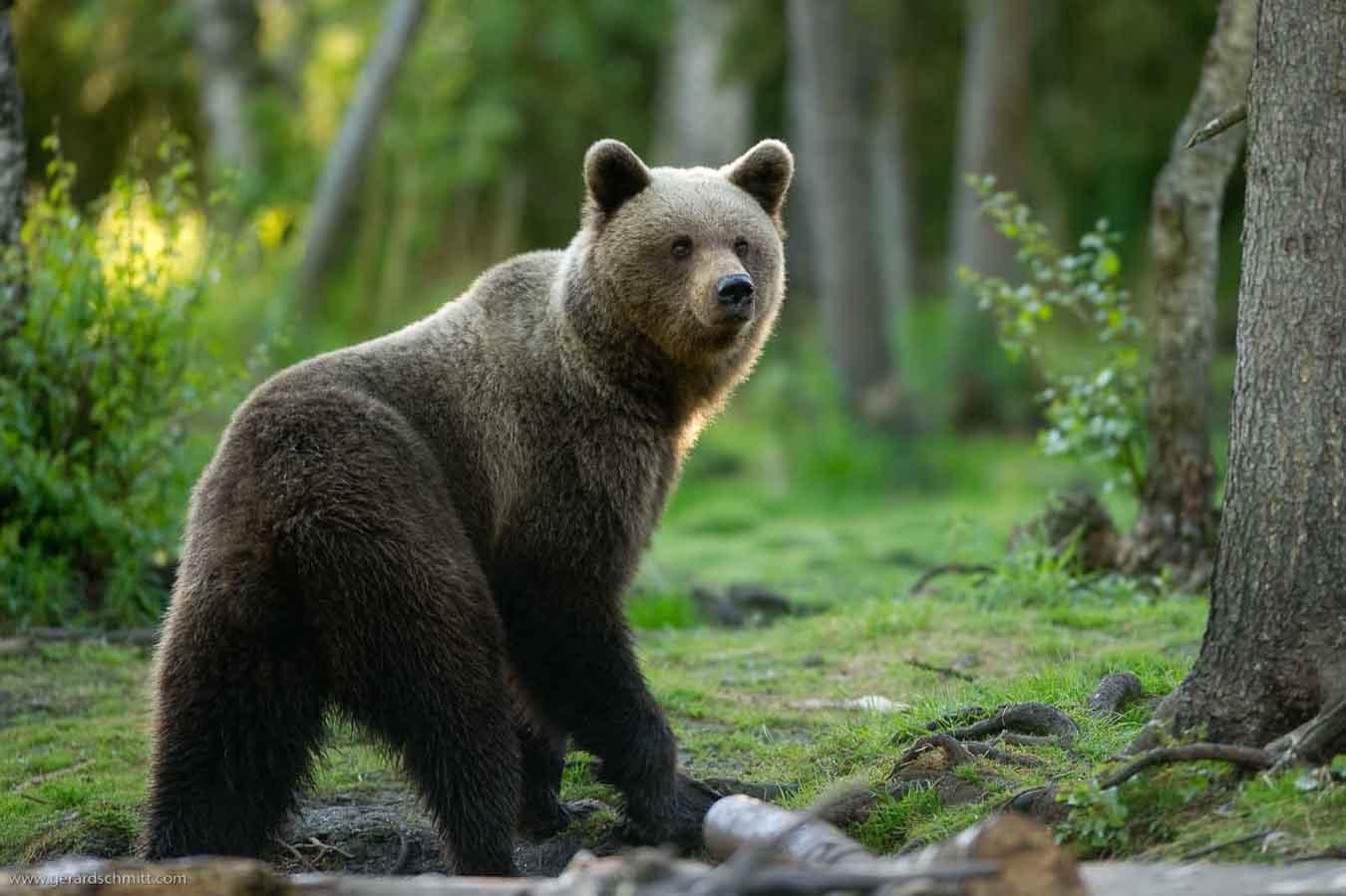 Quand un ours a peur d'un chasseur, il déploie une technique infaillible pour le faire fuir