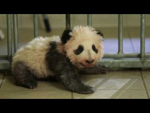 Adorable ! Découvrez les premiers pas du bébé panda du zoo de Beauval !