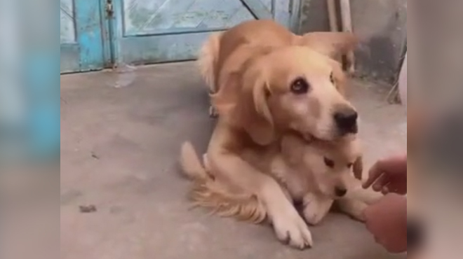 Trop mignon ! Cette chienne protège son petit comme une louve