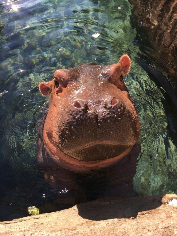 The Fiona Show : L'hippo star des r&amp;eacute;seaux sociaux f&amp;ecirc;te son 1er anniversaire
