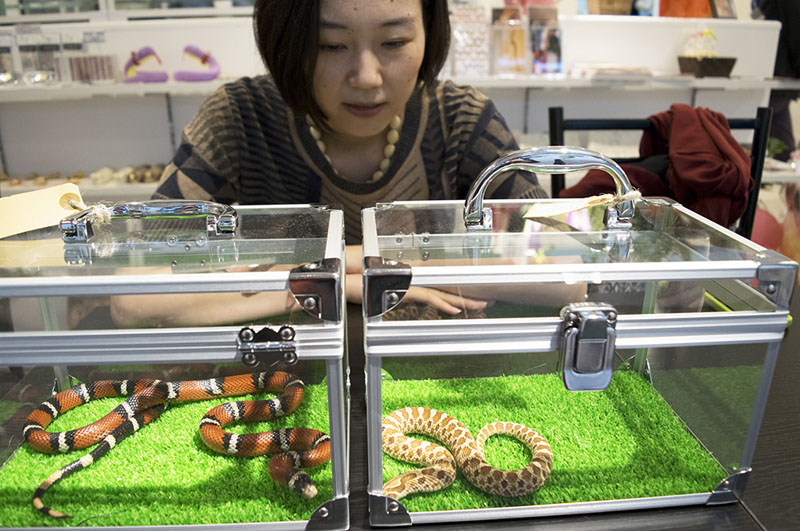 Japon : Découvrez le bar à serpents !