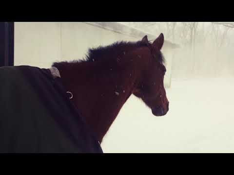 Quand des chevaux découvrent la neige pour la première fois...