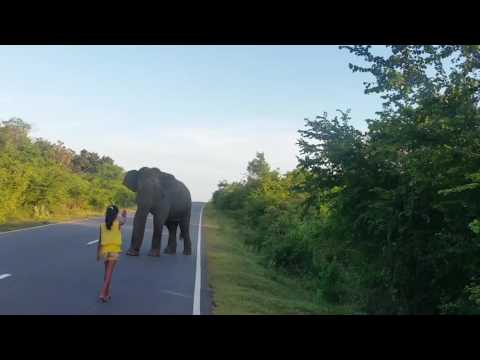 Quand une petite fille fait fuir un éléphant...