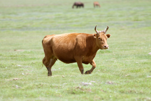 Cette vache s’enfuit pour éviter l’abattoir et devient une star aux Pays-Bas