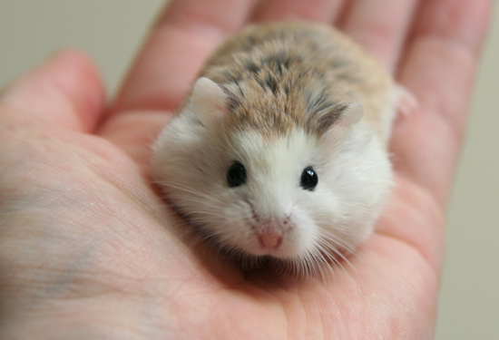 Un hamster refusé dans un avion : Sa propriétaire décide de s'en débarrasser de la plus abjecte des façons !