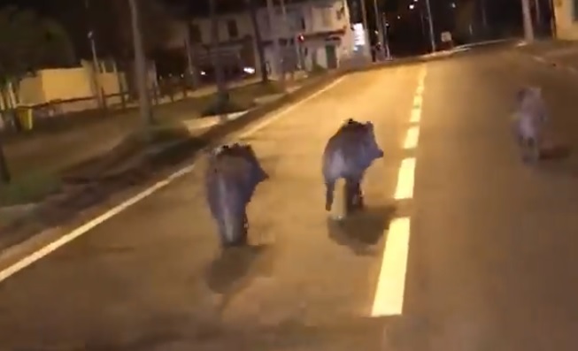 Marseille : Des sangliers aperçus... en pleine rue !