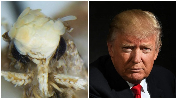 Découverte d'une mite blonde nommée &quot;Donald Trump&quot;