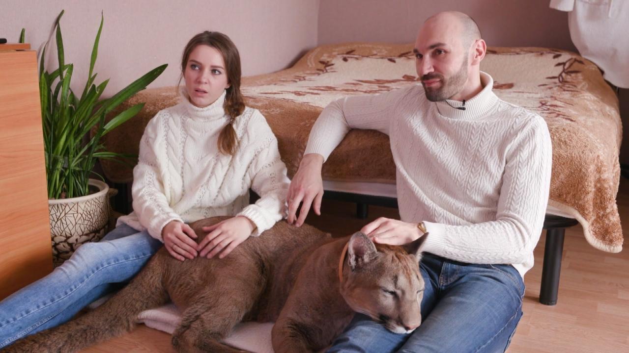 Ce couple vit dans un studio avec... un puma de 2 ans !