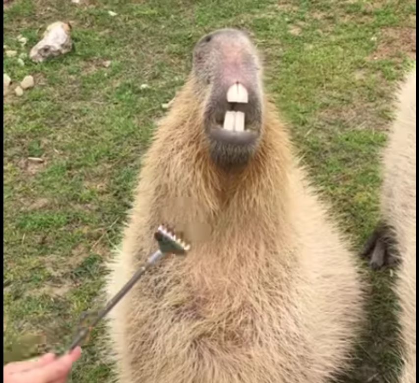 Capybara : Ce gros rongeur adore les caresses et ça se voit !