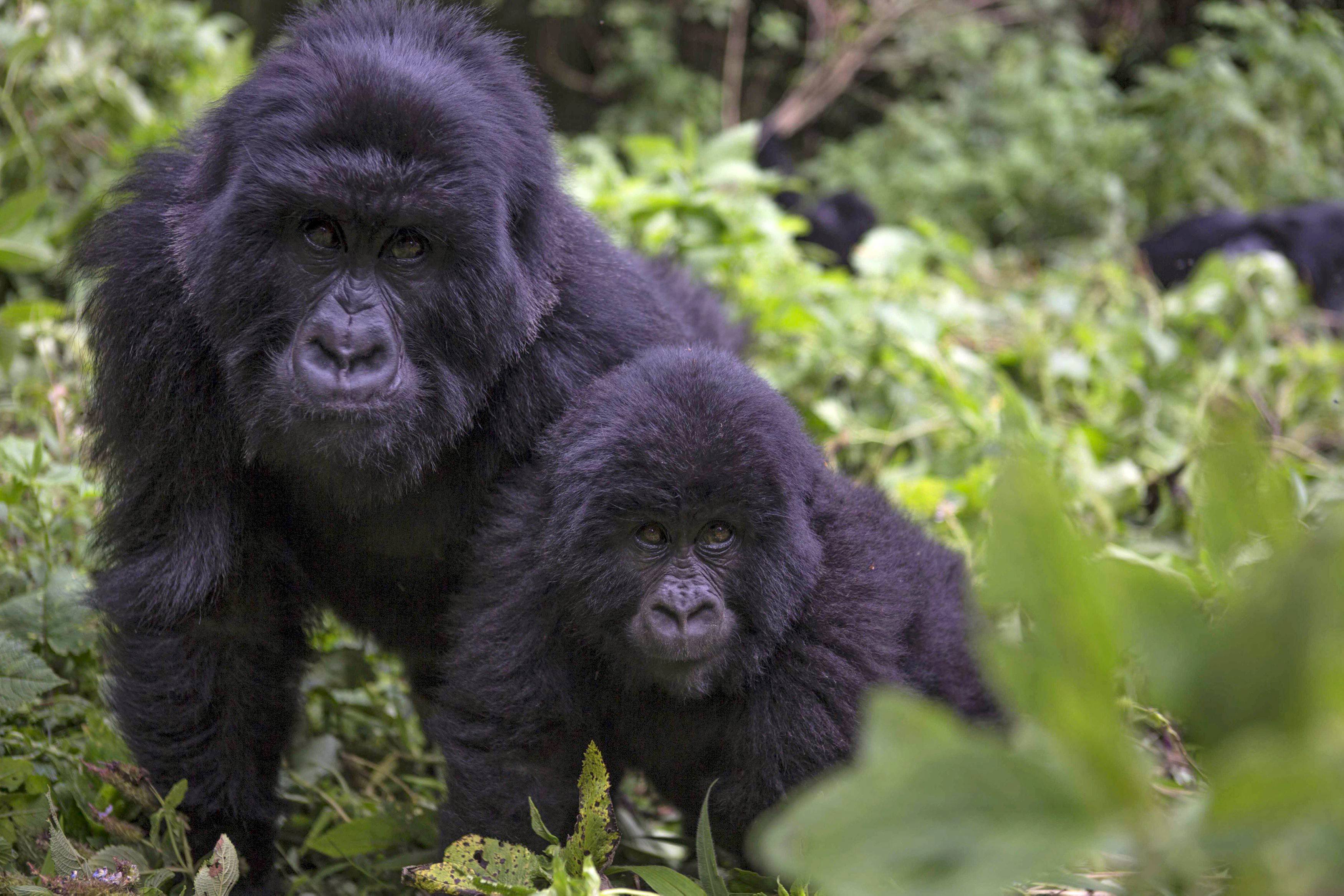 Nathalie Baye, Cécile de France... Les stars s’unissent pour stopper l’extinction des Grands Singes