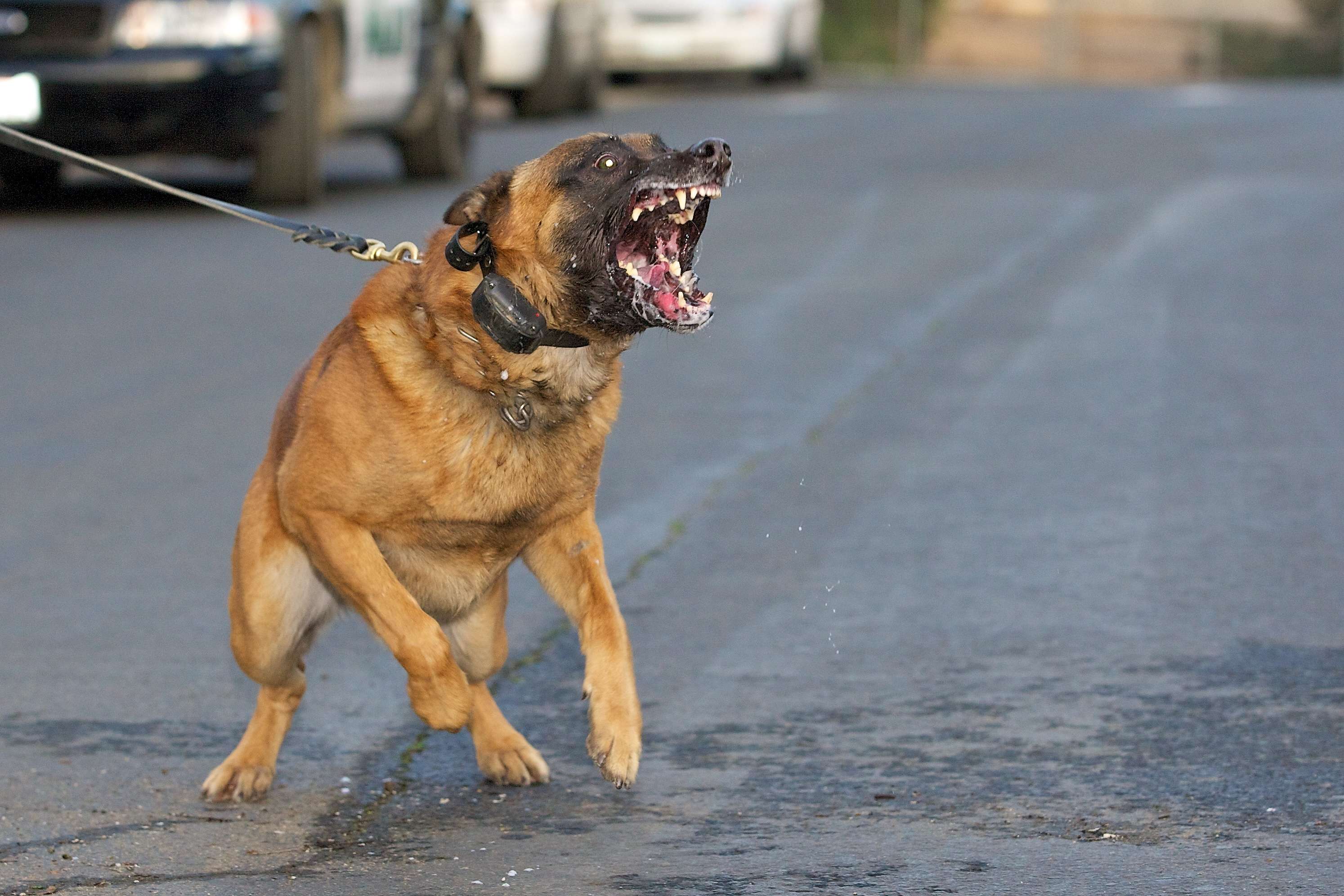 Grenoble : Un homme ordonne à son chien d'attaquer une femme... qui a refusé ses avances