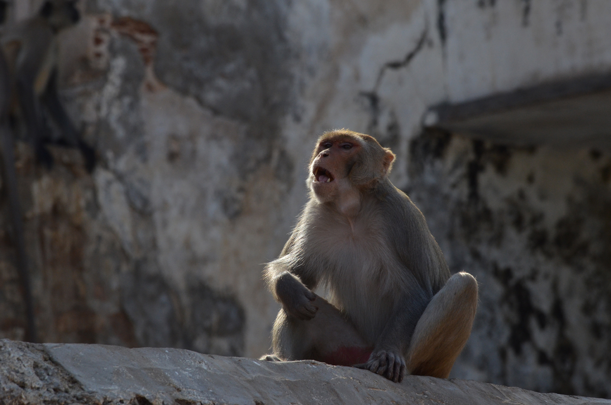 Inde : un nourrisson enlevé par un singe retrouvé mort au fond d’un puits