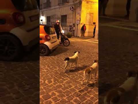 Quand un scooter croise le chemin... de deux chiens !